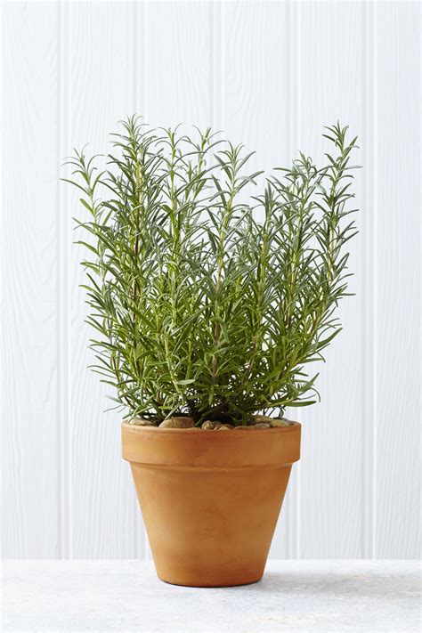 rosemary watering indoors